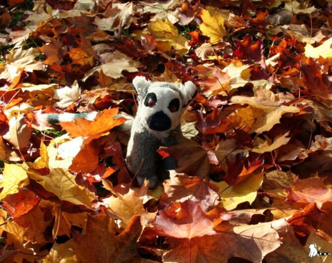 lemurwliściach